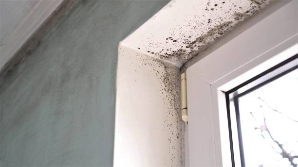 Best Attic Mold Removal  in Pu, HI
