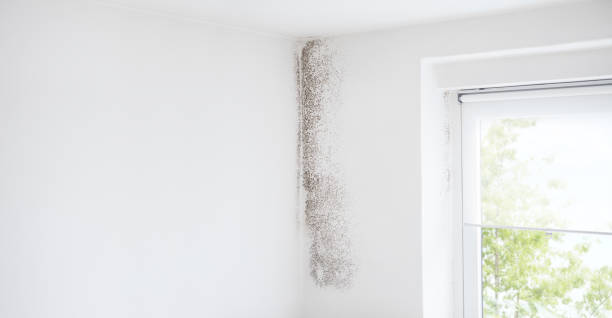Best Indoor Air Quality Assessment  in Pu, HI
