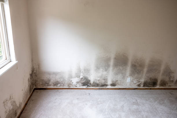 Best Forensic Mold Investigation  in Pu, HI