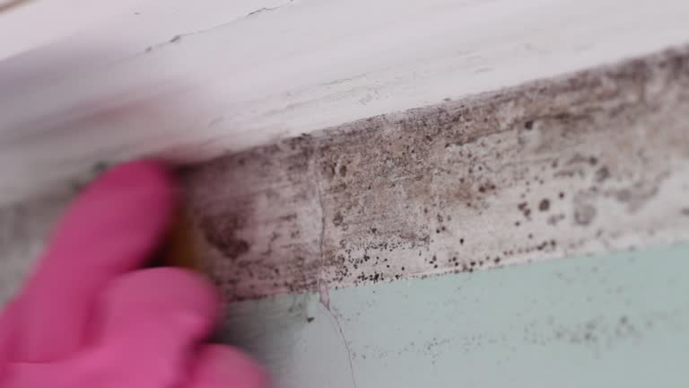 Best Industrial Mold Remediation  in Pu, HI